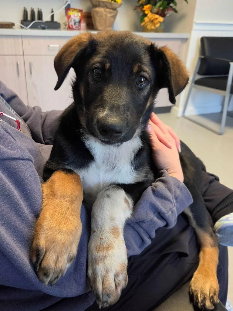 A baby medium-sized male German Shepherd Dog dog named Dexter for adoption in Chillicothe, OH