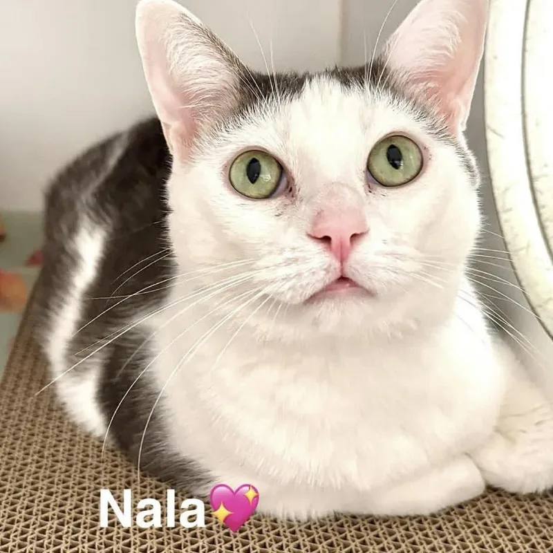 Nala