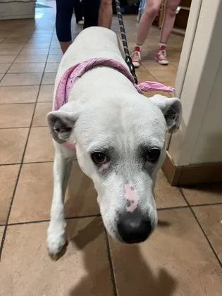 An adult medium-sized female Mixed Breed dog named Yoshi for adoption in Longmont, CO