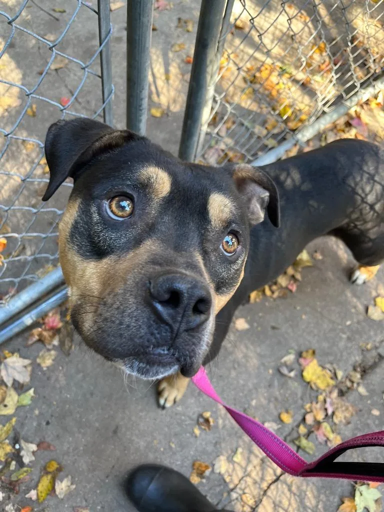 A young large-sized male Pit Bull Terrier dog named Rocco" Biggy for adoption in Berlin, MD