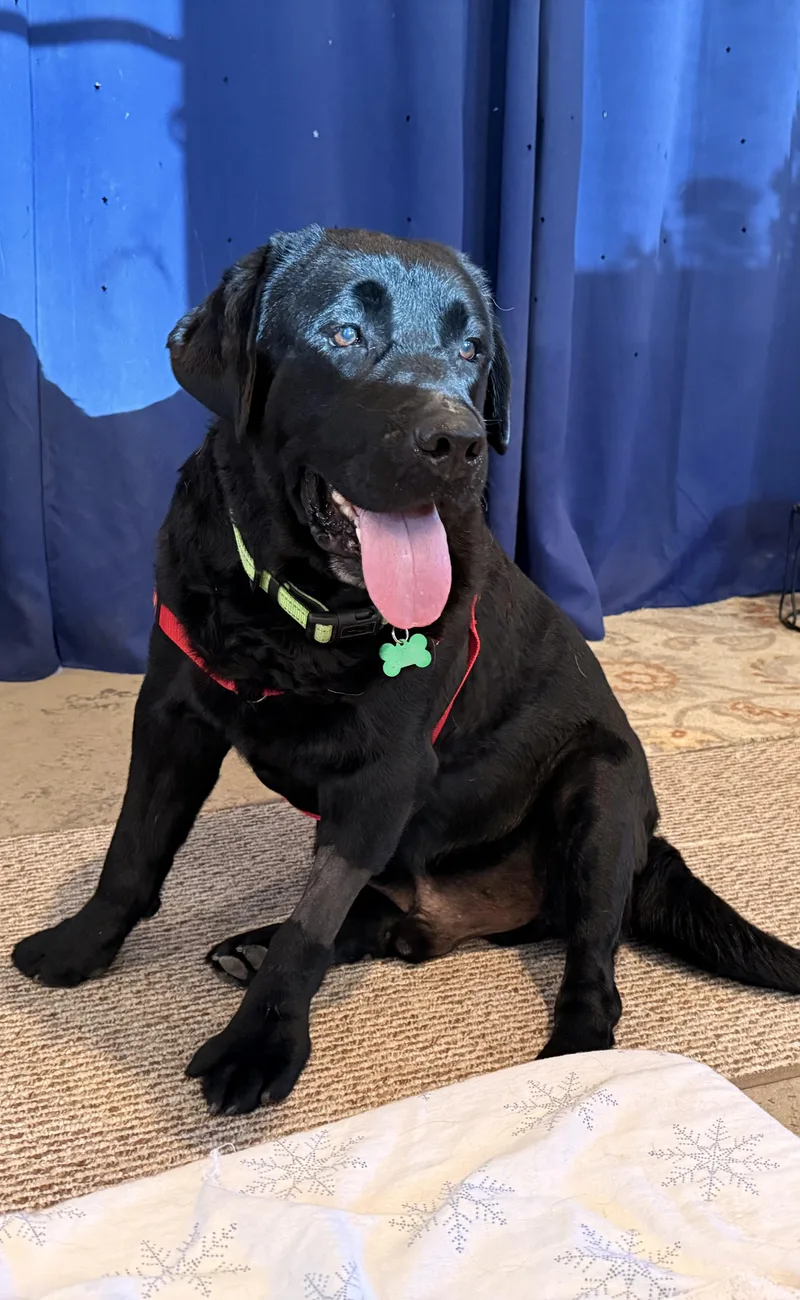 A senior extra large-sized male Black Labrador Retriever dog named Lobo for adoption in Petaluma, CA