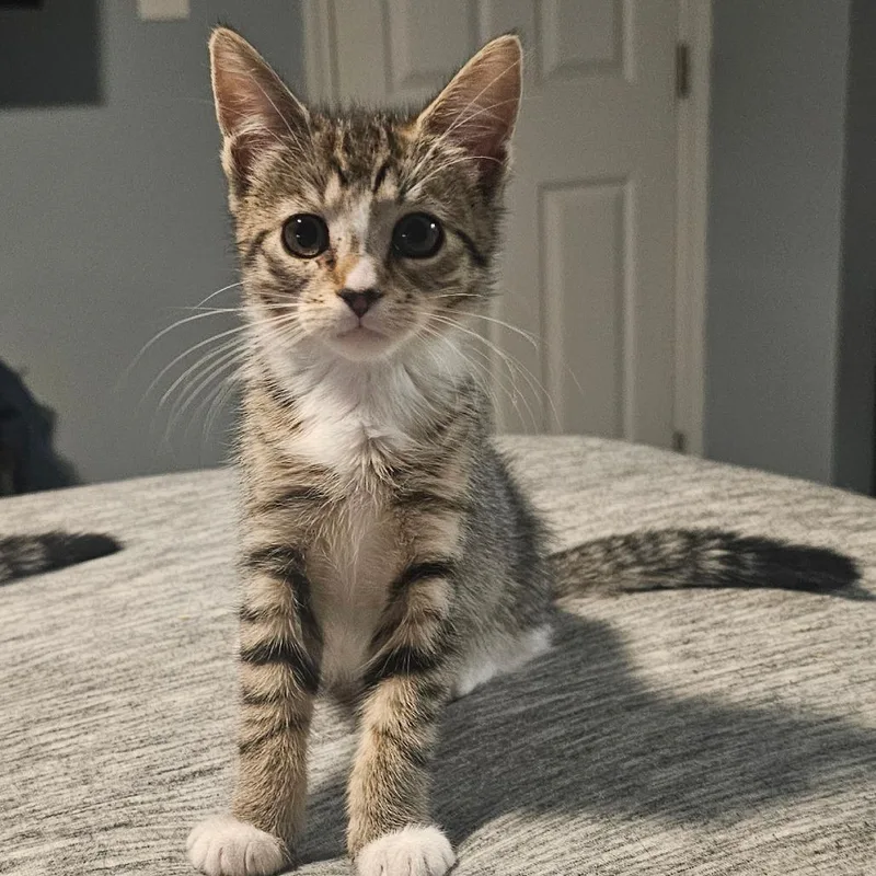 A baby small-sized female Brown / Chocolate Domestic Short Hair cat named Ravenclaw for adoption in Hedgesville, WV