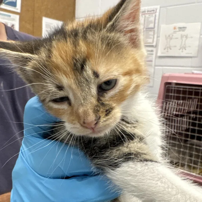 A baby small-sized female Calico Domestic Short Hair cat named Ginnie for adoption in West Palm Beach, FL