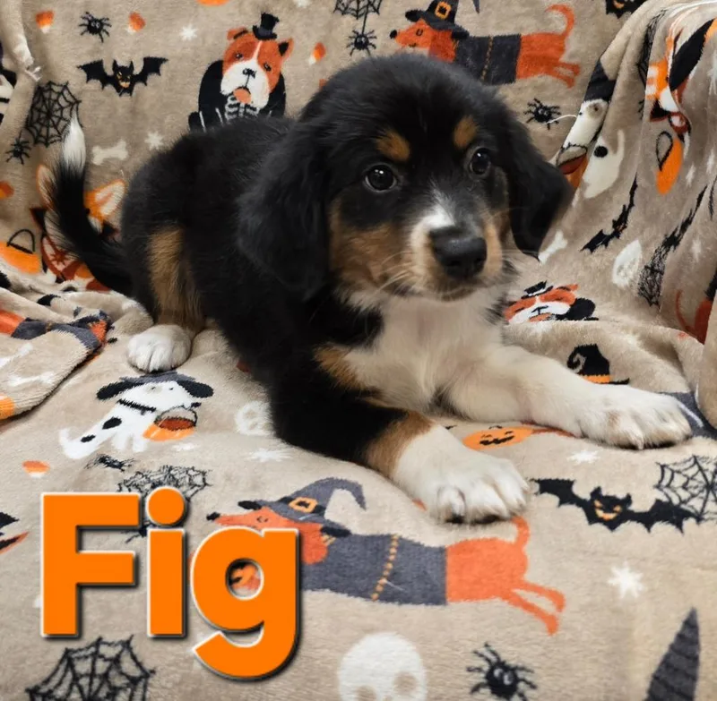 Fig thumbnail 2