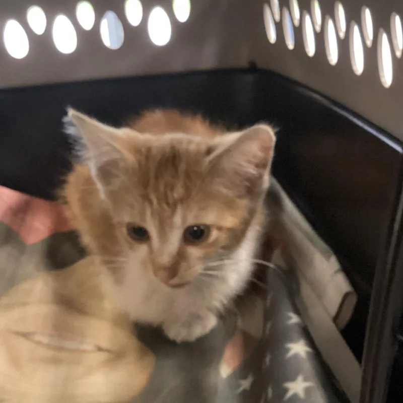 A baby small-sized female Orange / Red Domestic Short Hair cat named Biscuit for adoption in Montgomery, AL