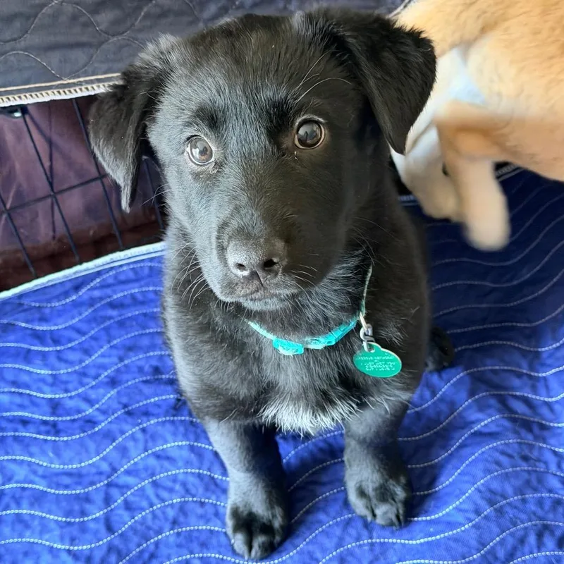 Pita
