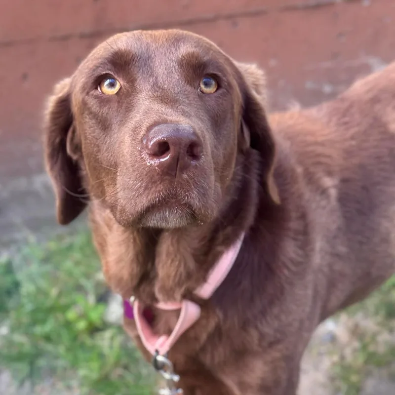 An adult large-sized female Brown / Chocolate Chocolate Labrador Retriever dog named Beans for adoption in Tacoma, WA