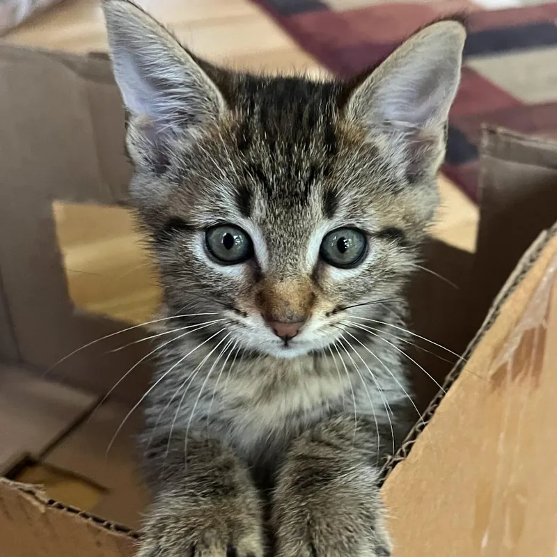 A baby small-sized female Domestic Short Hair cat named Zinnia for adoption in Cumming, GA