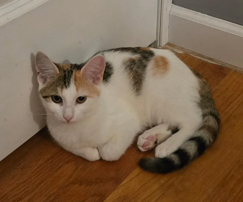 A baby medium-sized female Domestic Short Hair cat named Shelby for adoption in Lancaster, PA