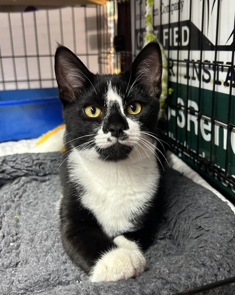 A baby small-sized male Black & White / Tuxedo Domestic Short Hair cat named Marco for adoption in Avon Lake, OH