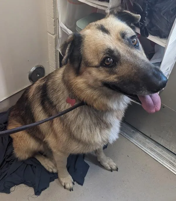 An adult large-sized female German Shepherd Dog dog named Nova for adoption in El Cajon, CA
