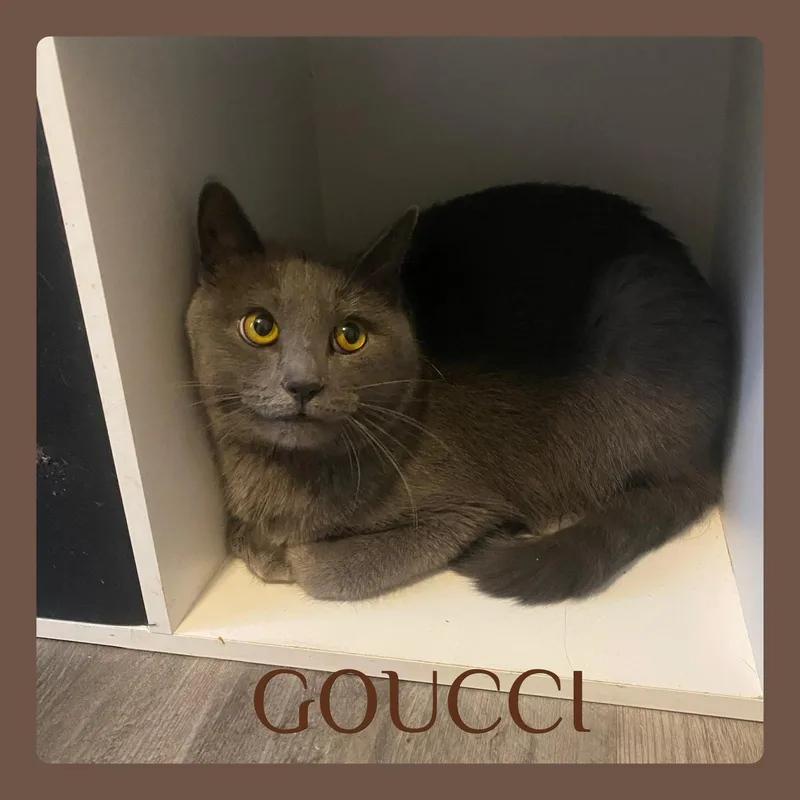 A young medium-sized female Gray / Blue / Silver Russian Blue cat named Goucci for adoption in Lawton, OK