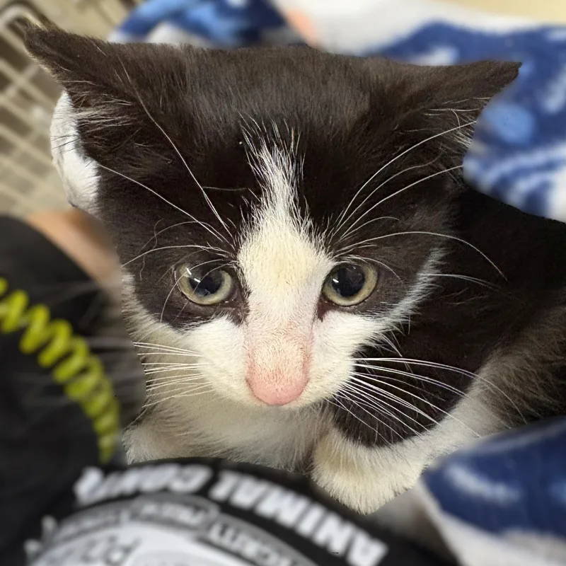 A baby medium-sized male Black Domestic Short Hair cat named Georgie for adoption in Columbia, MD