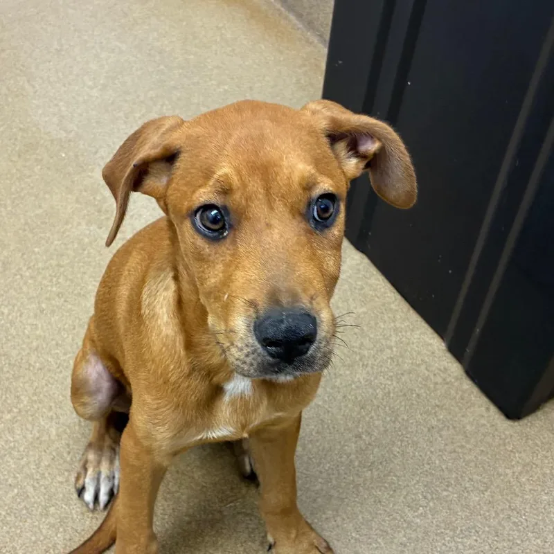 A baby small-sized male Brown / Chocolate Hound dog named Mustard for adoption in Corpus Christi, TX