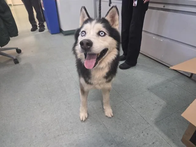 A young large-sized male Siberian Husky dog named Deadmau for adoption in Antioch, CA