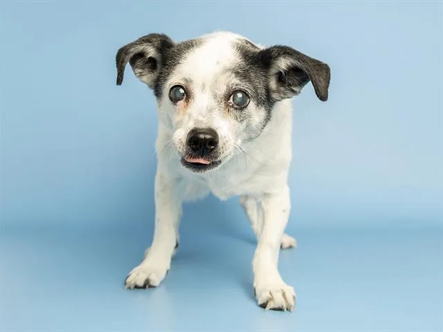 A senior small-sized male Rat Terrier dog named Duley for adoption in Phoenix, AZ