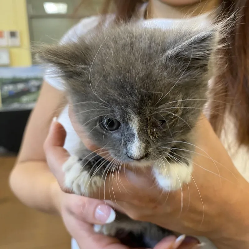 A baby small-sized female White Domestic Short Hair cat named Sutton for adoption in Lynchburg, VA