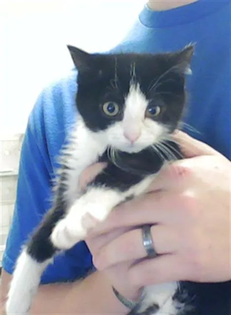 A baby small-sized female Domestic Short Hair cat named Mittens for adoption in Fayetteville, NC