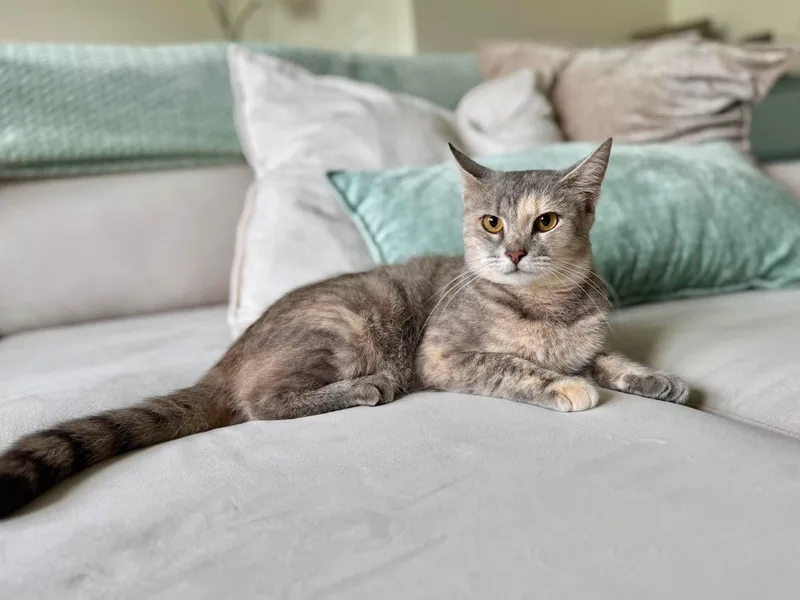 An adult small-sized female Dilute Calico Domestic Short Hair cat named Elena for adoption in Manchester, MD