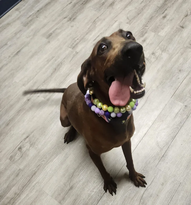 Miss Bb Prison Program thumbnail 2