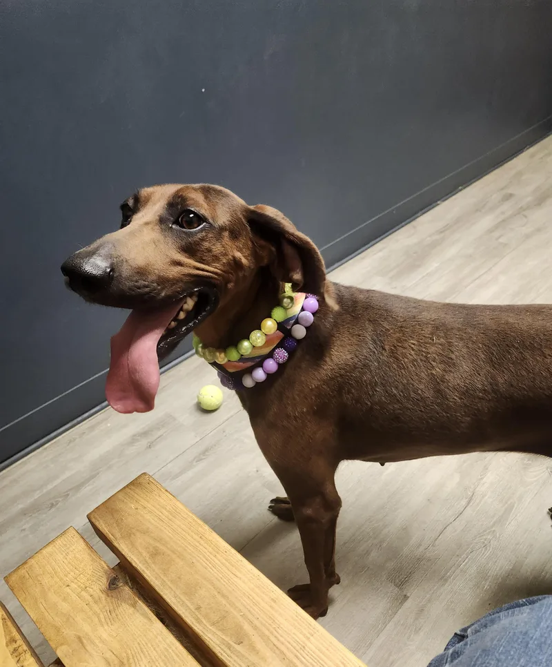 Miss Bb Prison Program thumbnail 4