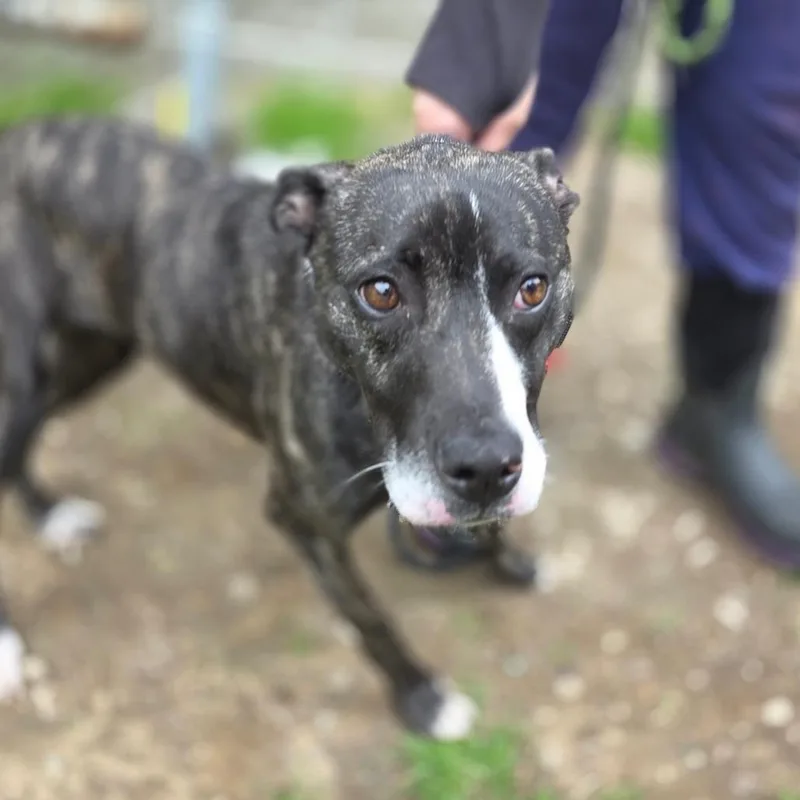 A young small-sized female Brindle Mixed Breed dog named Lucy Chen for adoption in Charleston, WV