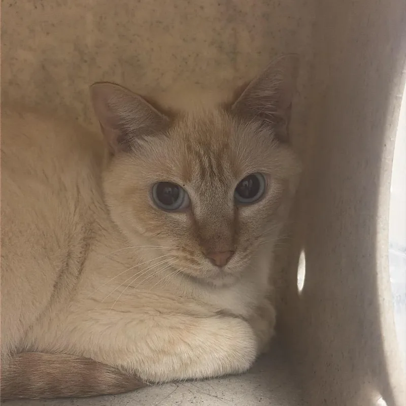 A young small-sized male Flame Point Domestic Short Hair cat named Topher for adoption in Reno, NV
