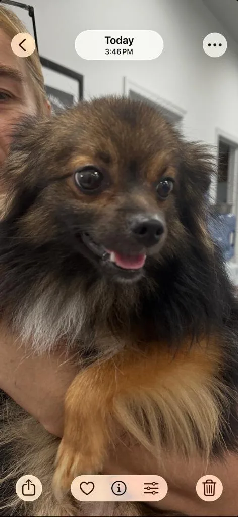 A young small-sized male Pomeranian dog named Niko for adoption in Cambridge, MD