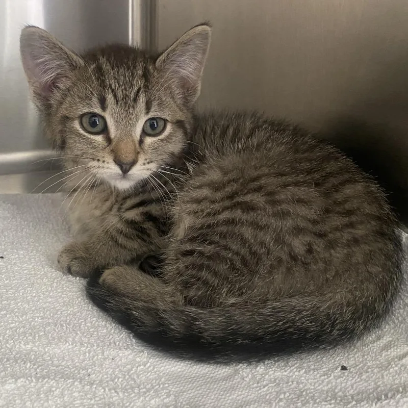 A baby small-sized male Gray / Blue / Silver Domestic Short Hair cat named Stitch for adoption in Chapel Hill, NC