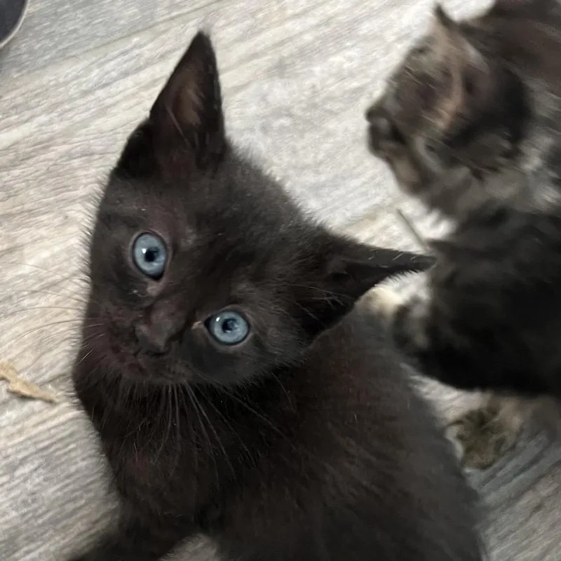 A baby small-sized male Black Domestic Short Hair cat named Blackberry for adoption in San Antonio, TX