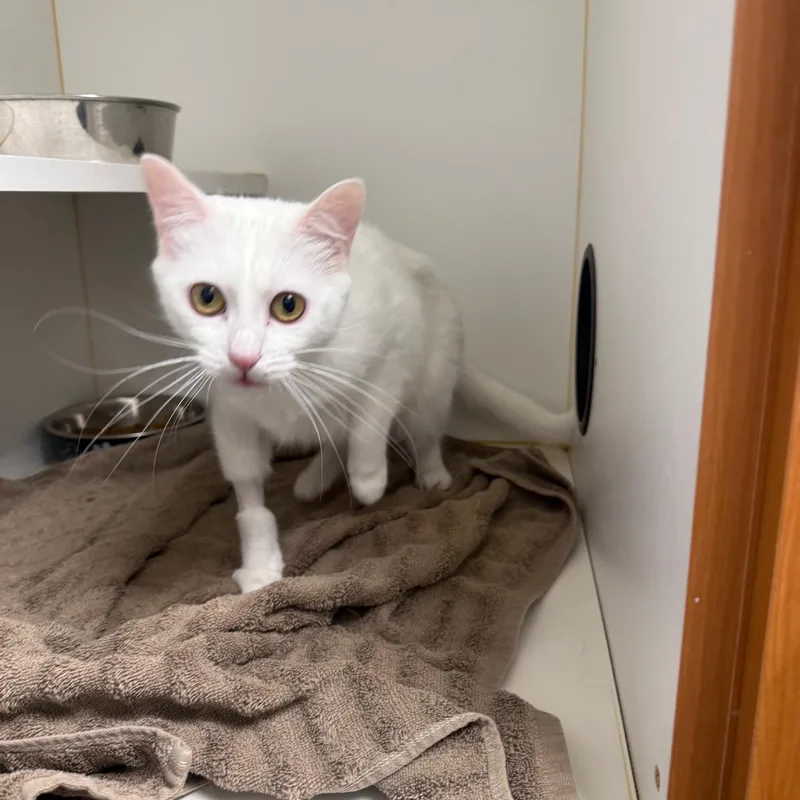 An adult medium-sized male White Domestic Short Hair cat named Feta for adoption in Bloomfield, CT