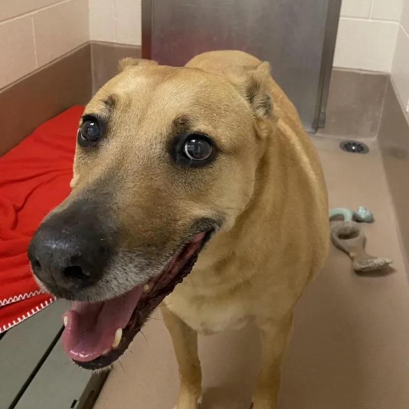 A senior large-sized female Labrador Retriever dog named Daisy for adoption in Reno, NV