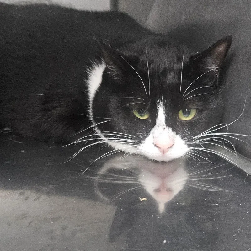 An adult large-sized female Black & White / Tuxedo Domestic Short Hair cat named Agnes for adoption in Fall River, MA