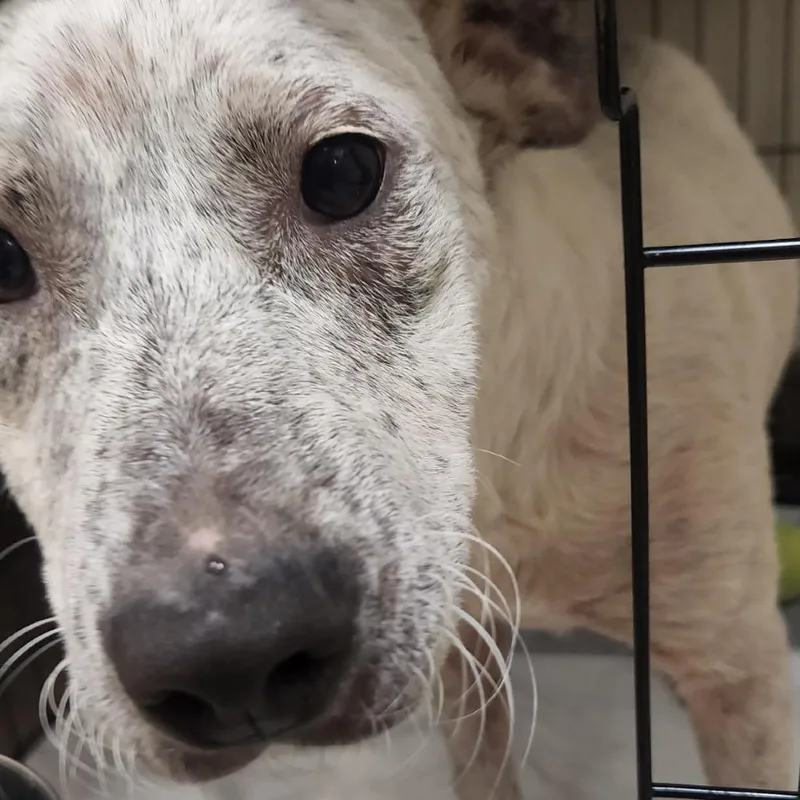 A young medium-sized male White / Cream Labrador Retriever dog named Scratch  U for adoption in Tupelo, MS