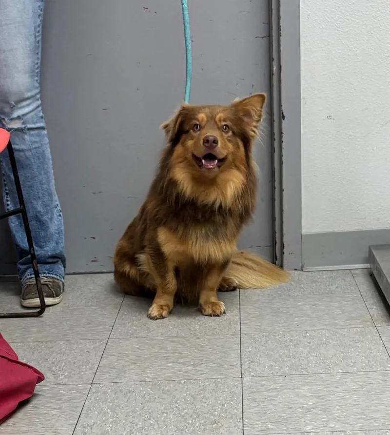 A baby medium-sized male Australian Shepherd dog named Reese's for adoption in Sorrento, LA
