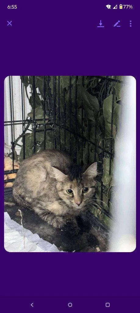 An adult medium-sized female Domestic Short Hair cat named Runts for adoption in Cromwell, KY