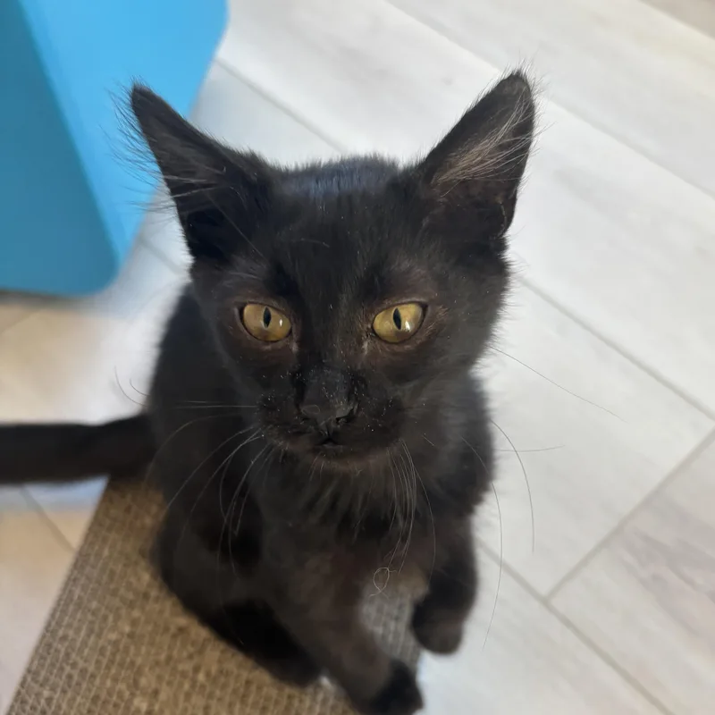 A baby medium-sized male Domestic Medium Hair cat named McFlurry for adoption in Renton , WA