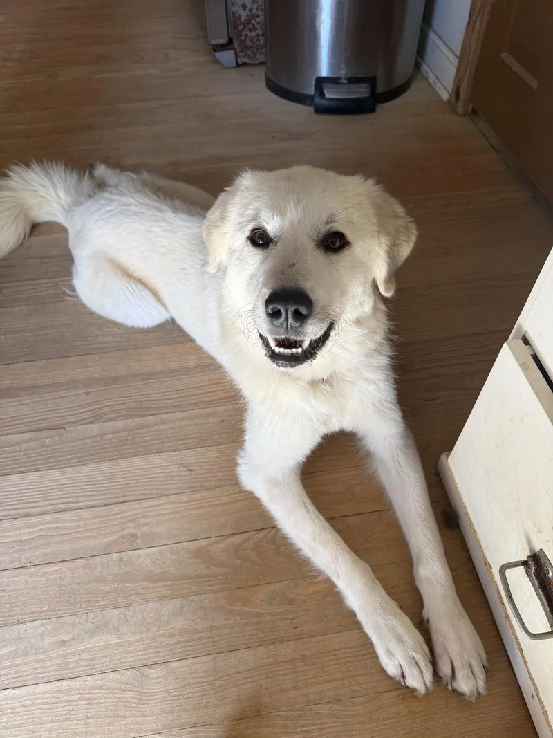 An adult large-sized female Great Pyrenees dog named Charlotte for adoption in Holbrook, NY