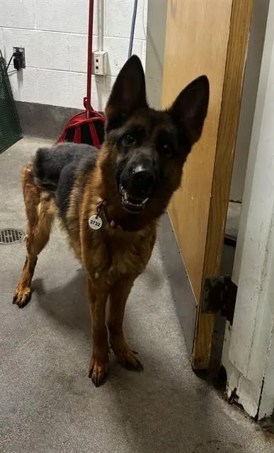 An adult large-sized female German Shepherd Dog dog named Anna for adoption in Upper Marlboro, MD