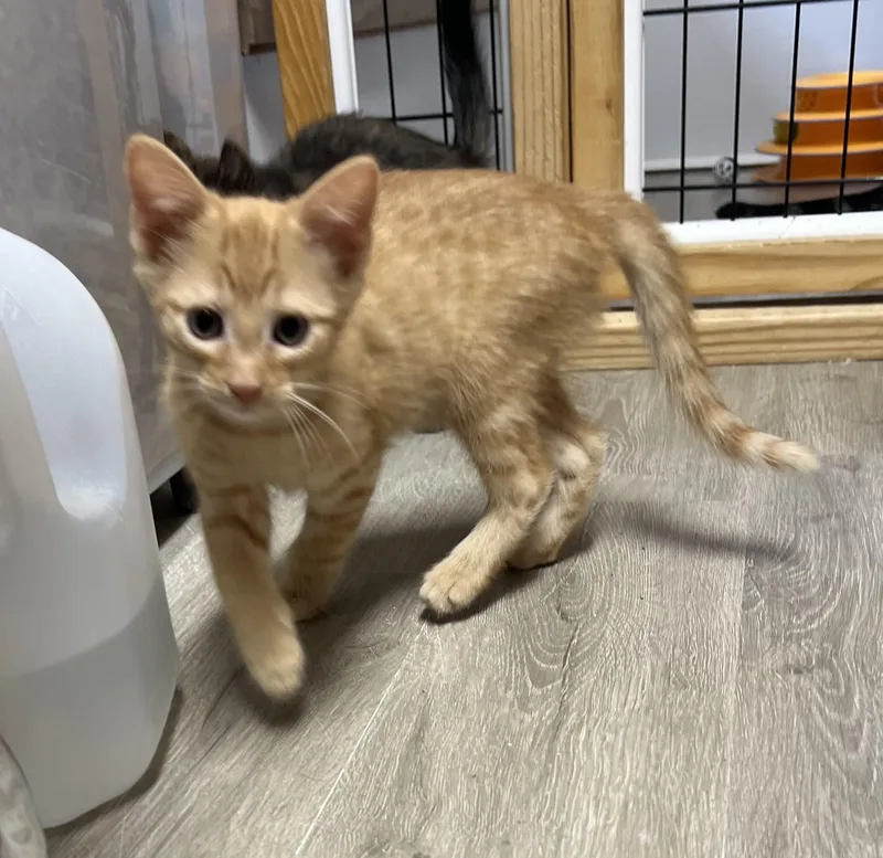 A baby medium-sized male Tabby (Orange / Red) Domestic Short Hair cat named Leo for adoption in Knoxville, GA
