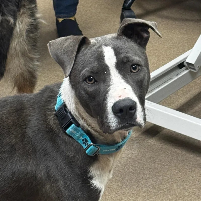 An adult medium-sized male Gray / Blue / Silver Pit Bull Terrier dog named Tony for adoption in Hinesville, GA