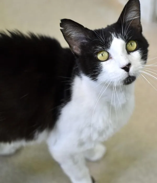 An adult medium-sized male White Domestic Short Hair cat named Cowboy for adoption in Marietta, GA