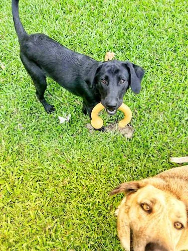 A young large-sized male Black Labrador Retriever dog named Denver for adoption in Killingworth, CT