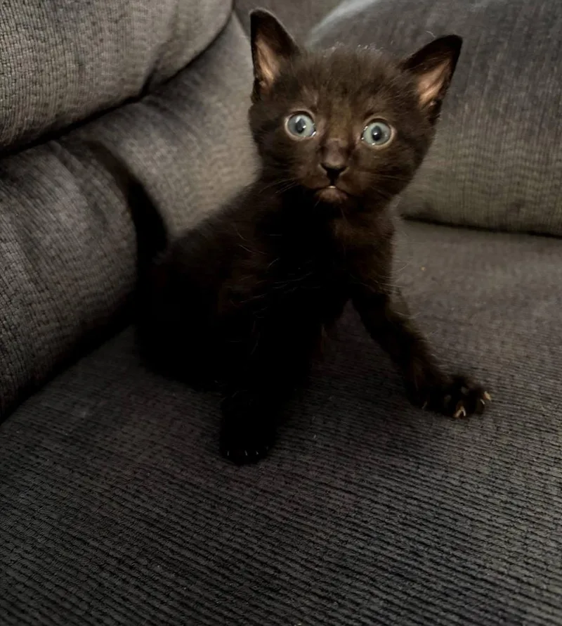 A baby small-sized male Domestic Short Hair cat named Pimento for adoption in Hartsville, SC
