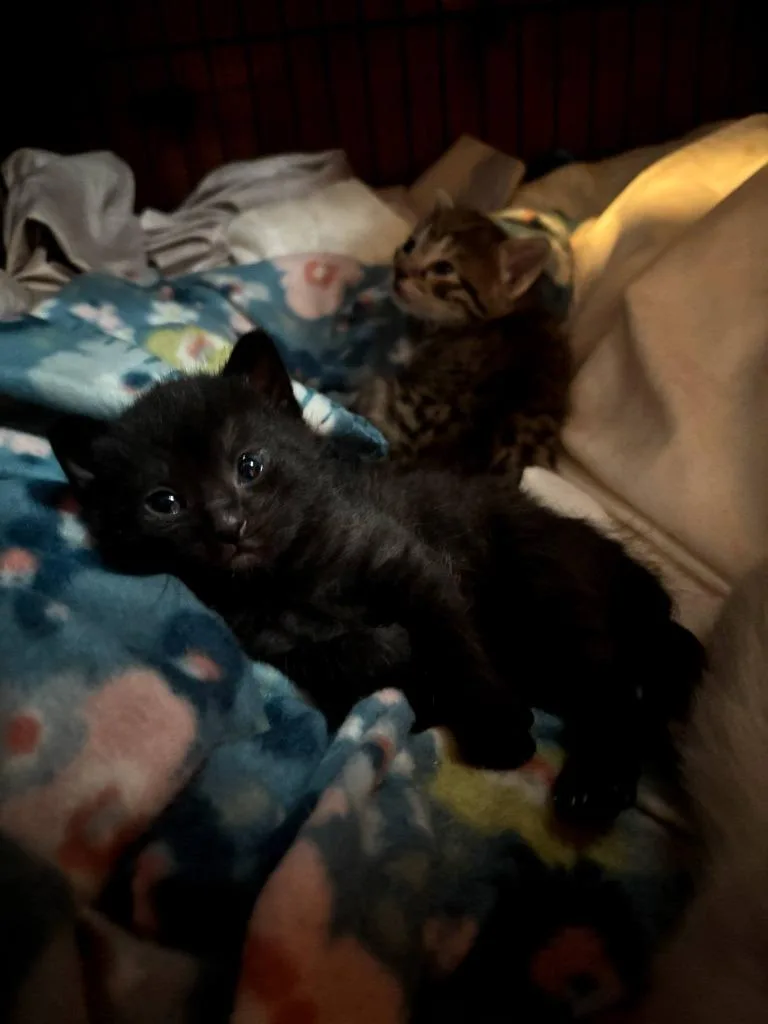 Pimento thumbnail 2