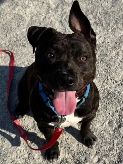 An adult large-sized male Mixed Breed dog named Cyrus for adoption in Fairfax, VA