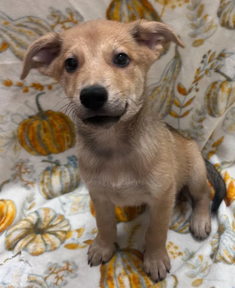 A baby small-sized male Chow Chow dog named Big Foot for adoption in Madison, GA