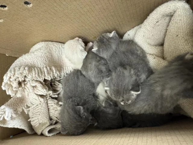A baby small-sized female Domestic Short Hair cat named Mary for adoption in Riverside, CA