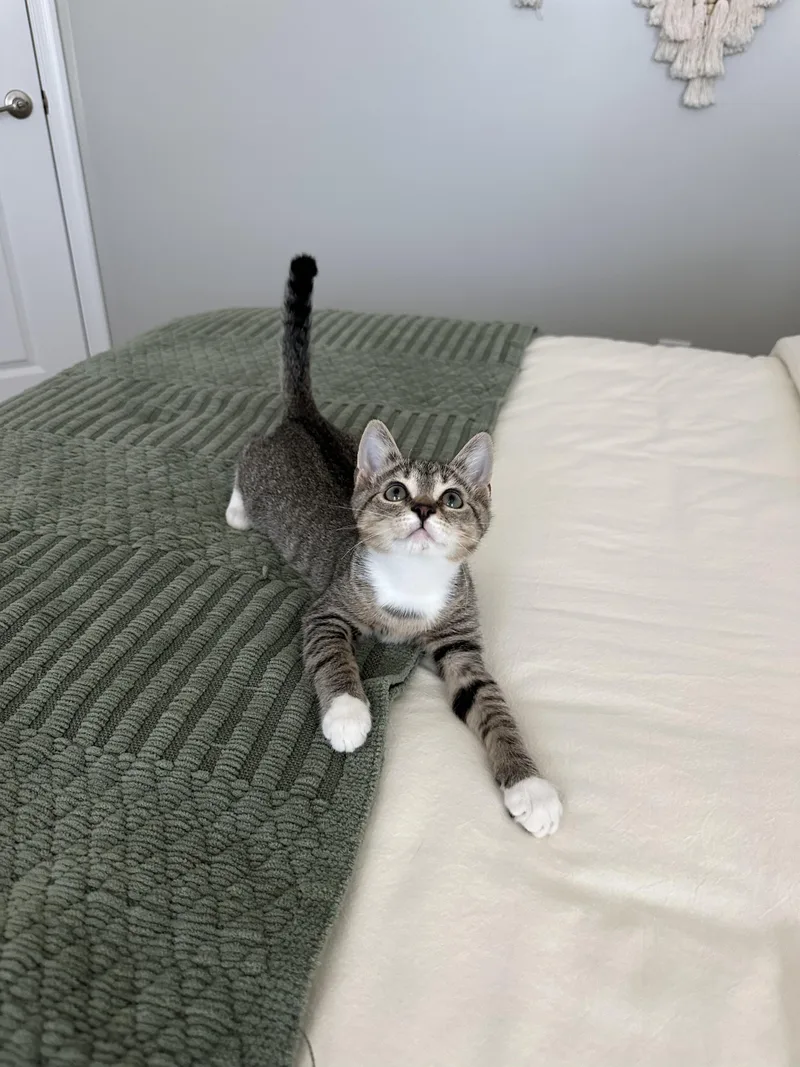 A baby small-sized male Tabby (Gray / Blue / Silver) American Shorthair cat named Fig for adoption in North Chesterfield, VA