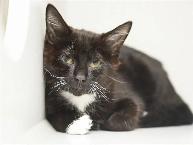A baby small-sized male Domestic Short Hair cat named Rex for adoption in Phoenix, AZ